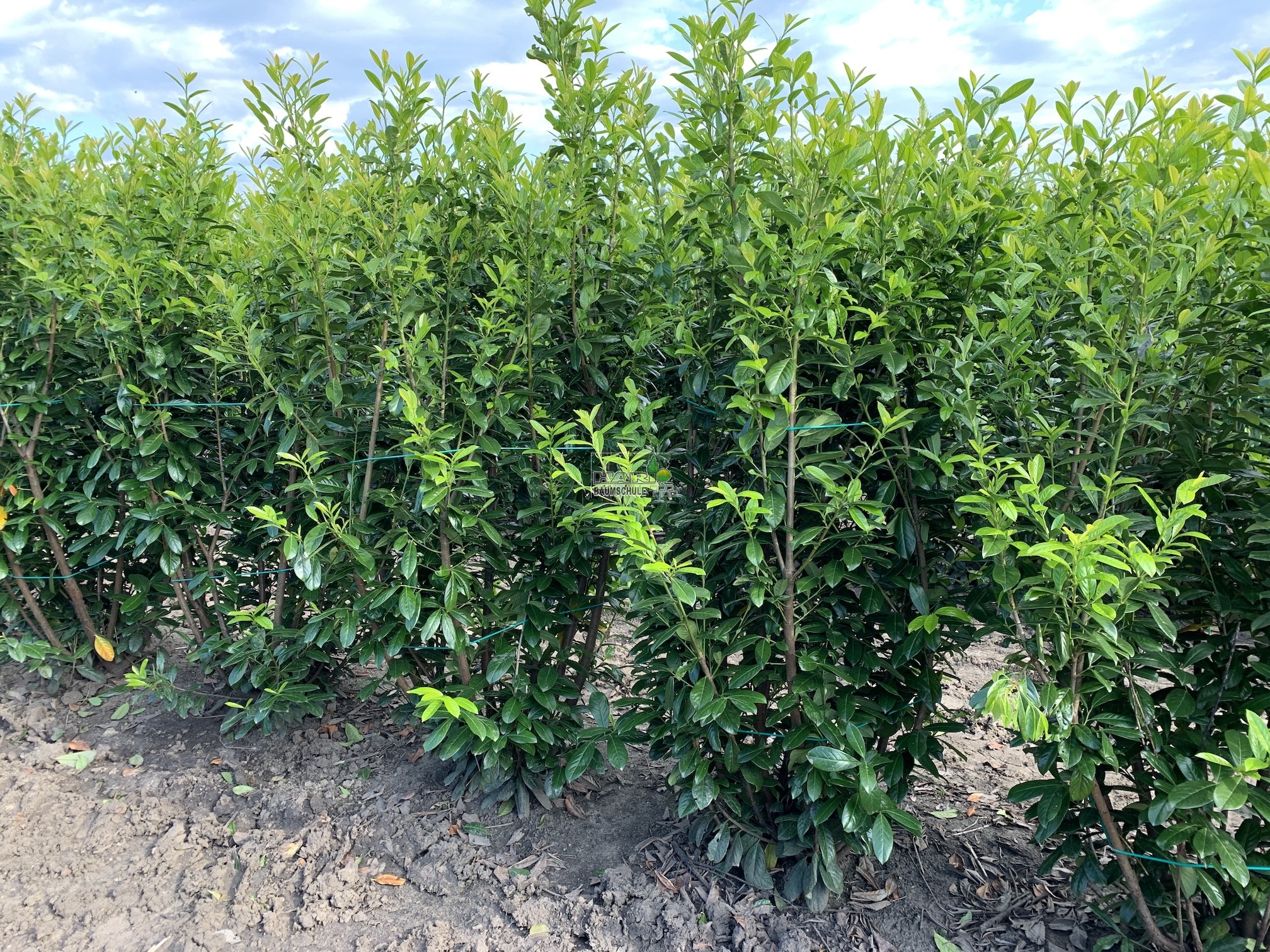 Kirschlorbeer (Prunus laurocerasus 'Caucasica') 180/200 cm 75 cm Breit