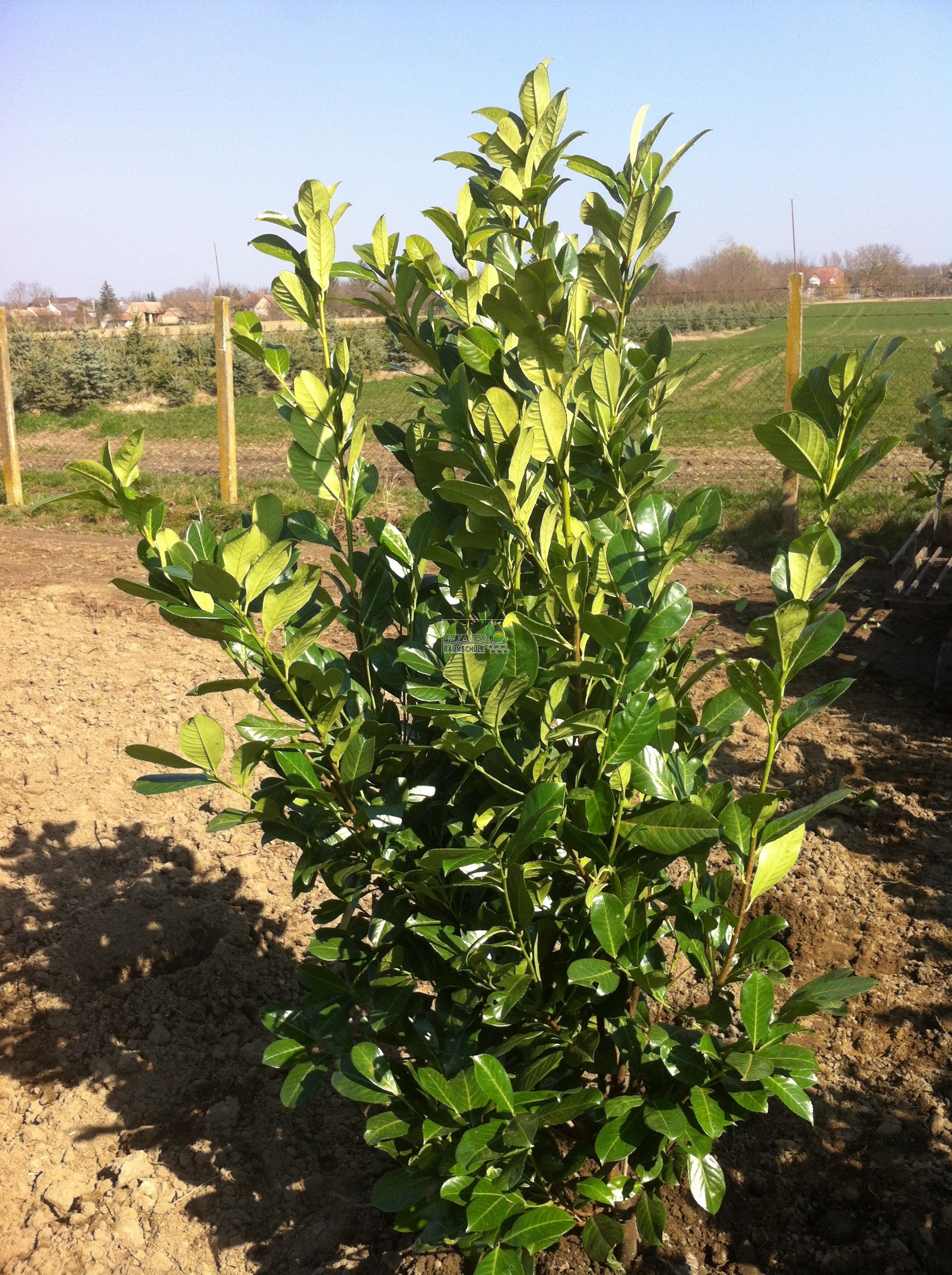 Kirschlorbeer (Prunus laurocerasus 'Rotundifolia') 180/200 cm