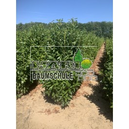 Kirschlorbeer (Prunus laurocerasus 'Genolia'  ®)180/200 cm