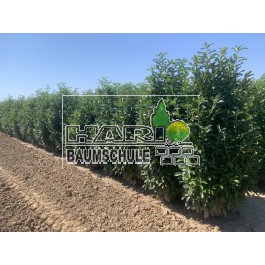 Kirschlorbeer (Prunus laurocerasus 'Genolia'  ®) 200/220 cm