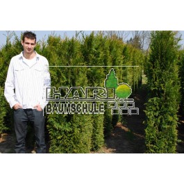 Thuja plicata 'Atrovierens' 180 cm hoch, 1 lfm! inkl. Einsetzarbeit