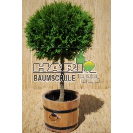 Thuja occ. 'Brabant'