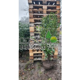 Kirschlorbeer (Prunus laurocerasus 'Genolia'  ®) 125/150 cm