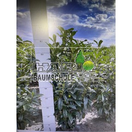 Kirschlorbeer (Prunus laurocerasus 'Genolia' ®) 80/100 cm