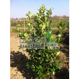 Kirschlorbeer (Prunus laurocerasus 'Rotundifolia') 180/200 cm