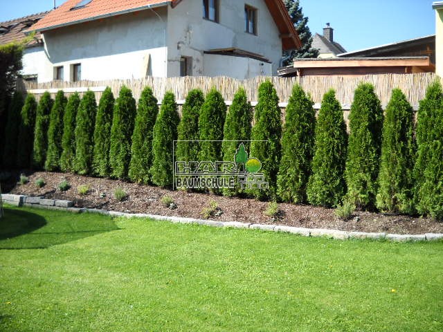 Smaragdthujen 180/200 cm