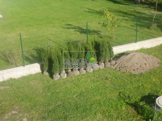 kaktus kratzbaum für katzen Kratzbaum-Kaktus für Katzen Katzenbaum main image 1