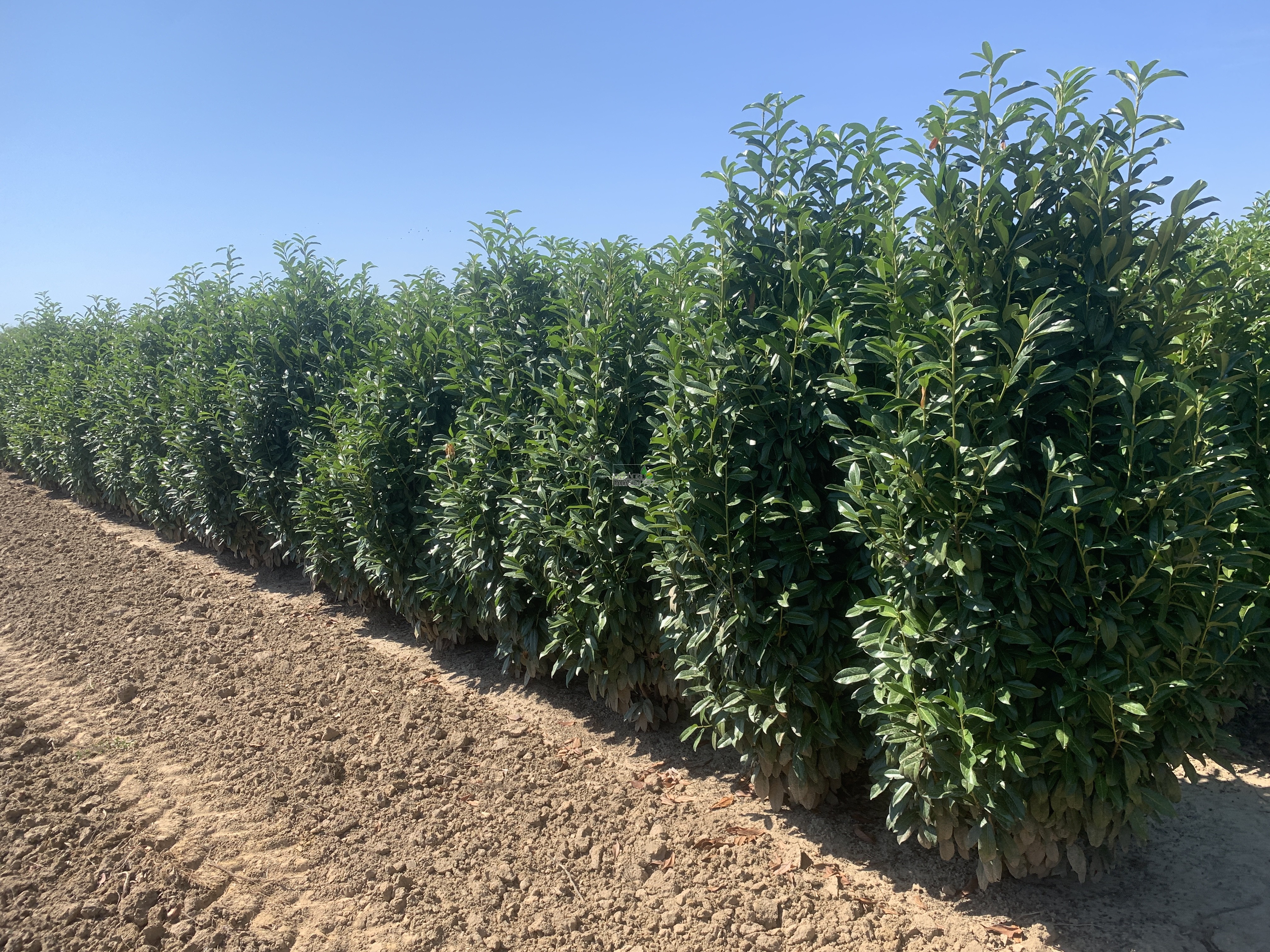 Kirschlorbeer (Prunus laurocerasus 'Genolia' ) 200/220 cm - Kirschlorbeer  (Genolia) - Kirschlorbeer