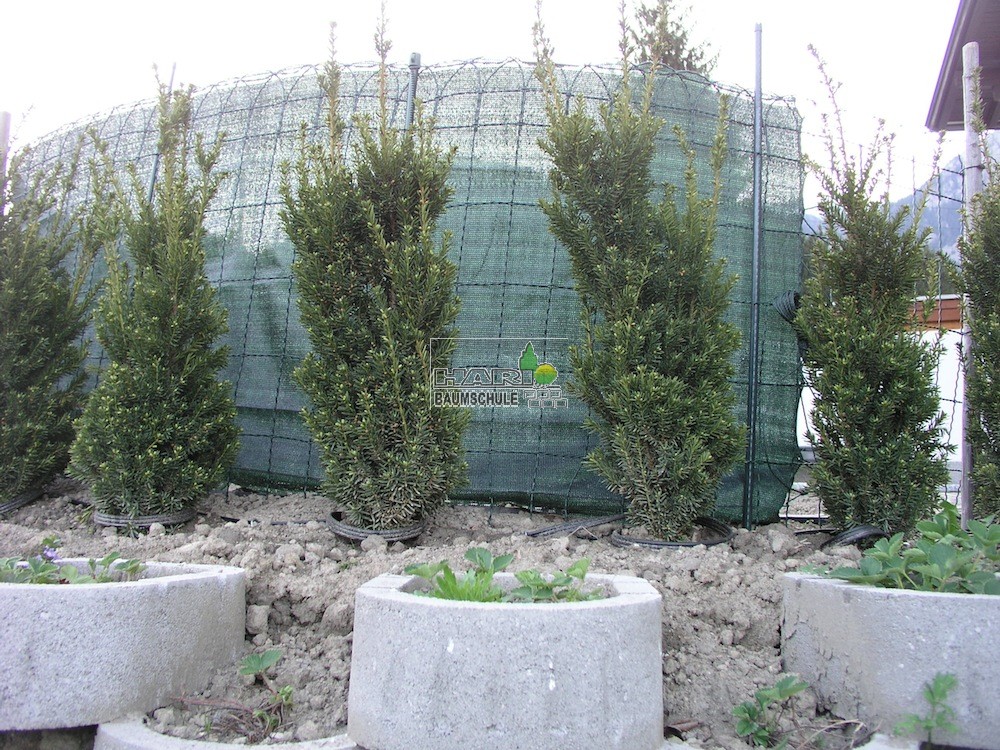 thuja d30 hund dosierung Z-Duo – Tierliebhaber main image 0