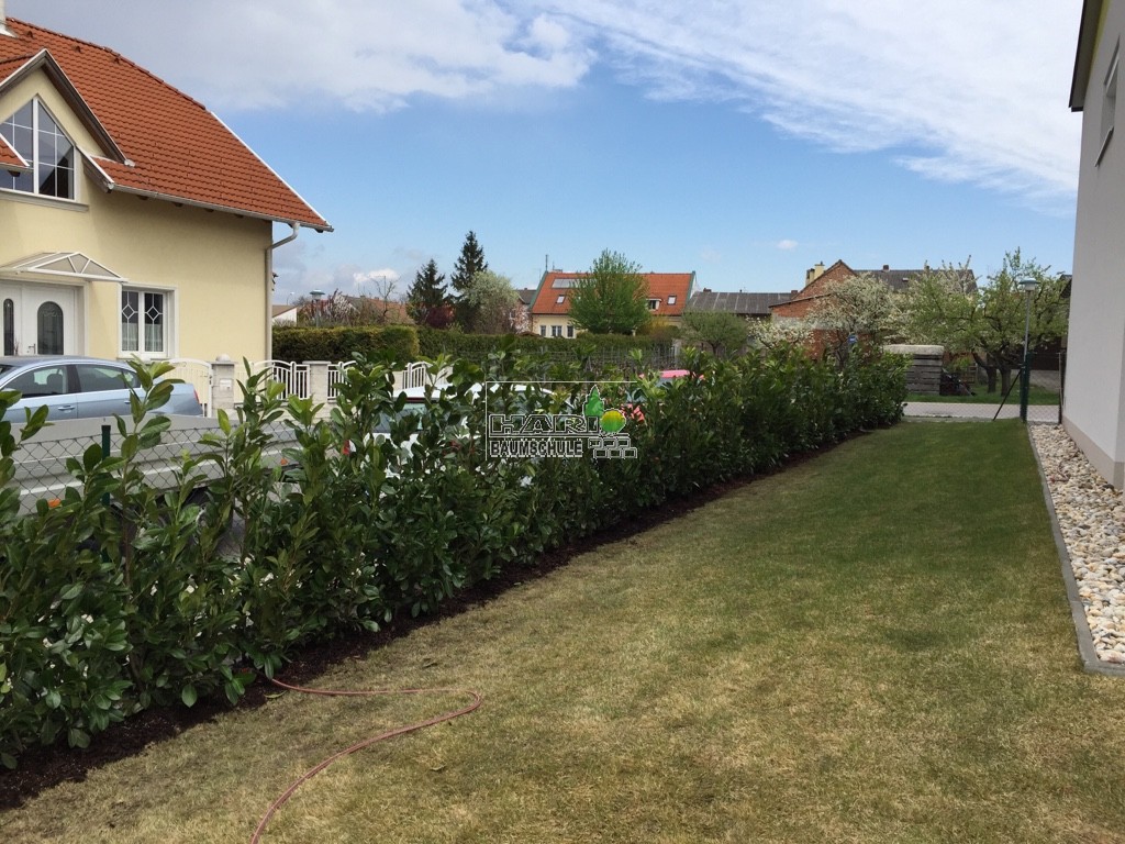 Kirschlorbeer (Prunus laurocerasus 'Rotundifolia') 140/160 cm