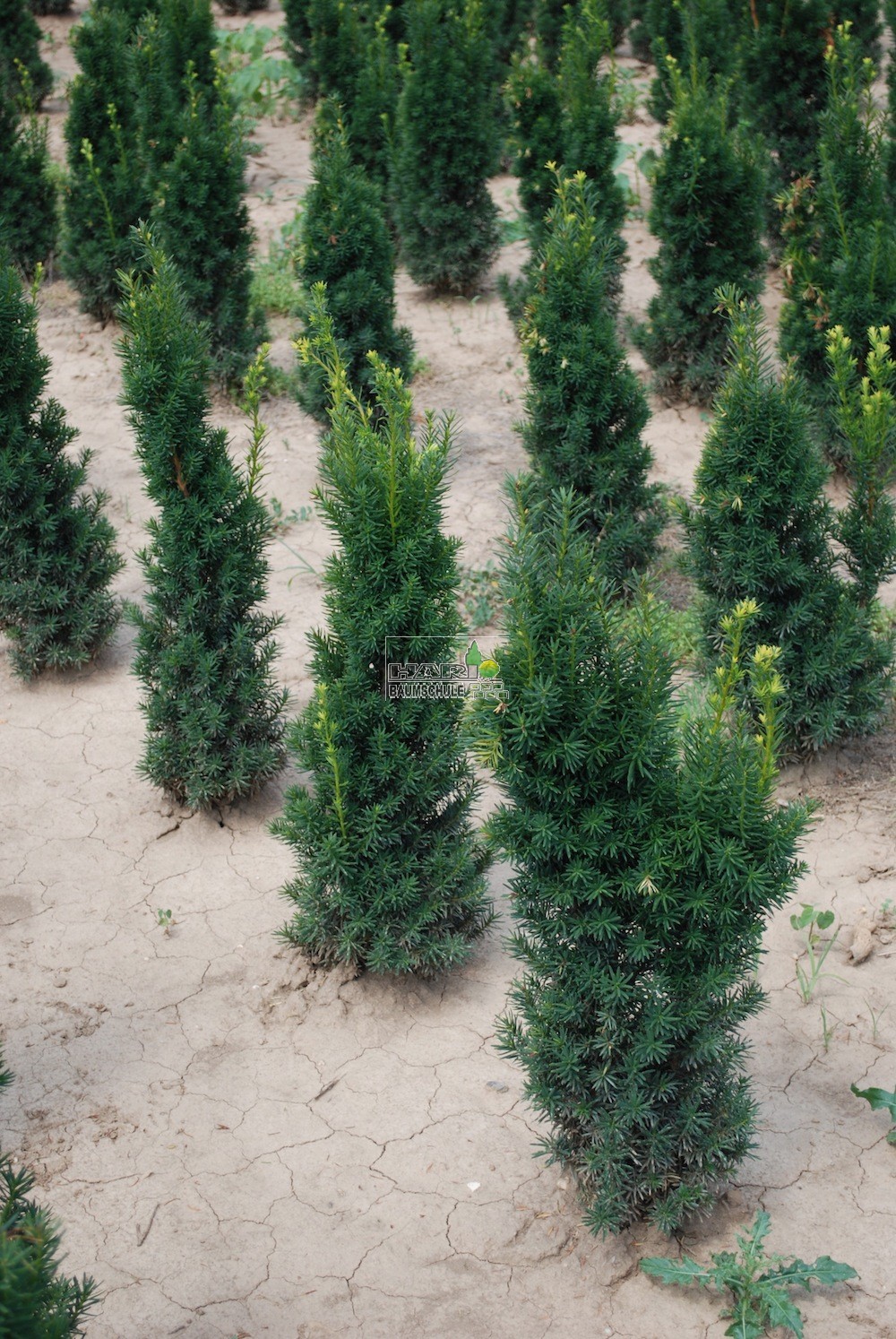 lebensbaum / thuja occidentalis smaragd 160/180 cm Lebensbaum Thuja occidentalis Smaragd 140-160 cm Höhe Ballenware