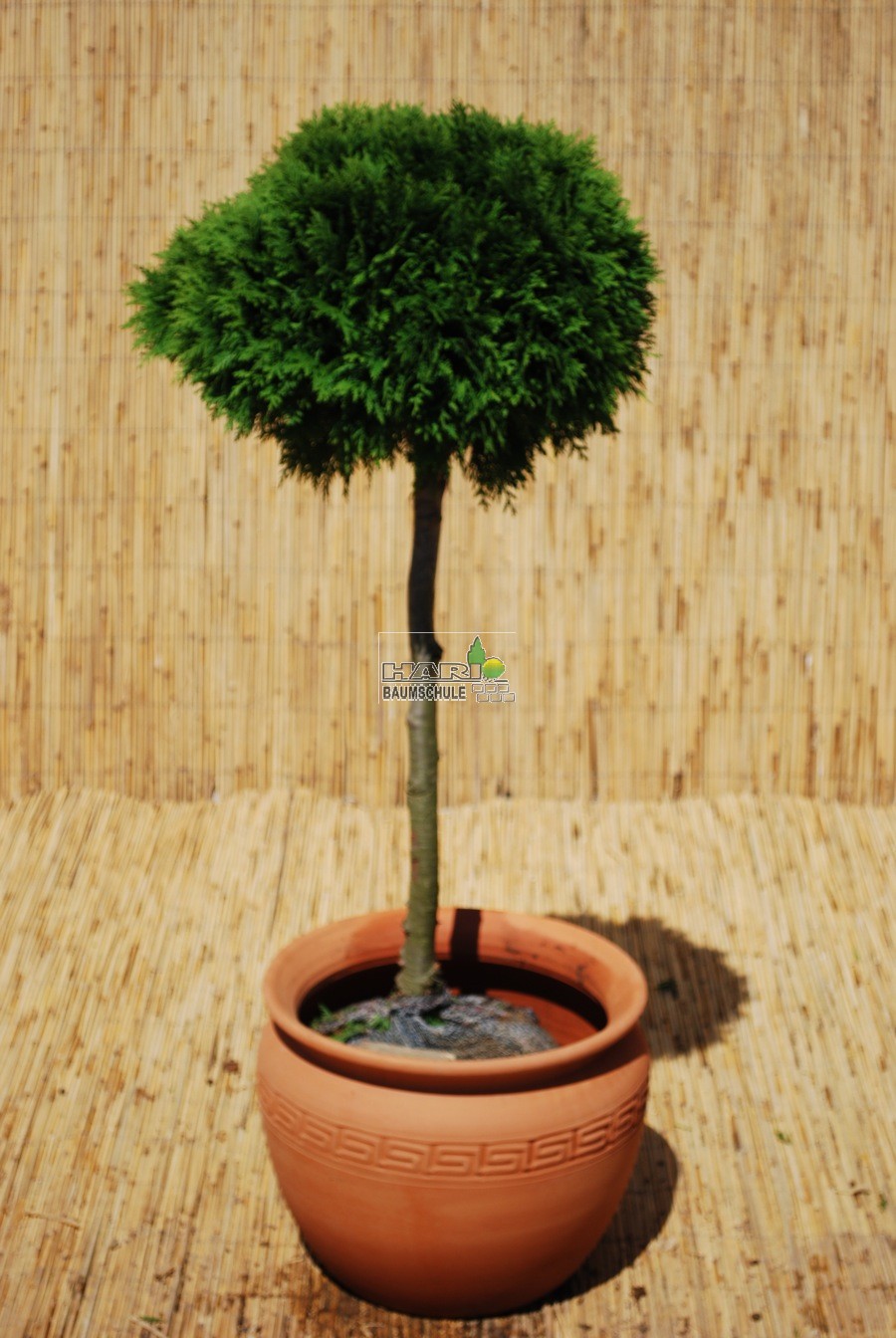 Thuja occ. 'Danica'