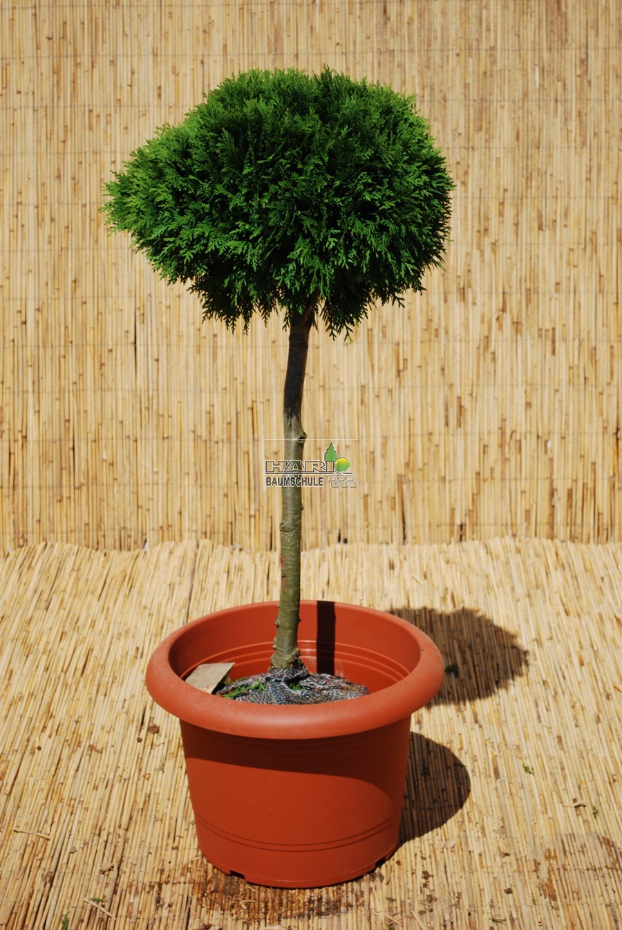 thuja online shop Thuja Orientalis Morgan | Premium Hedge Plant