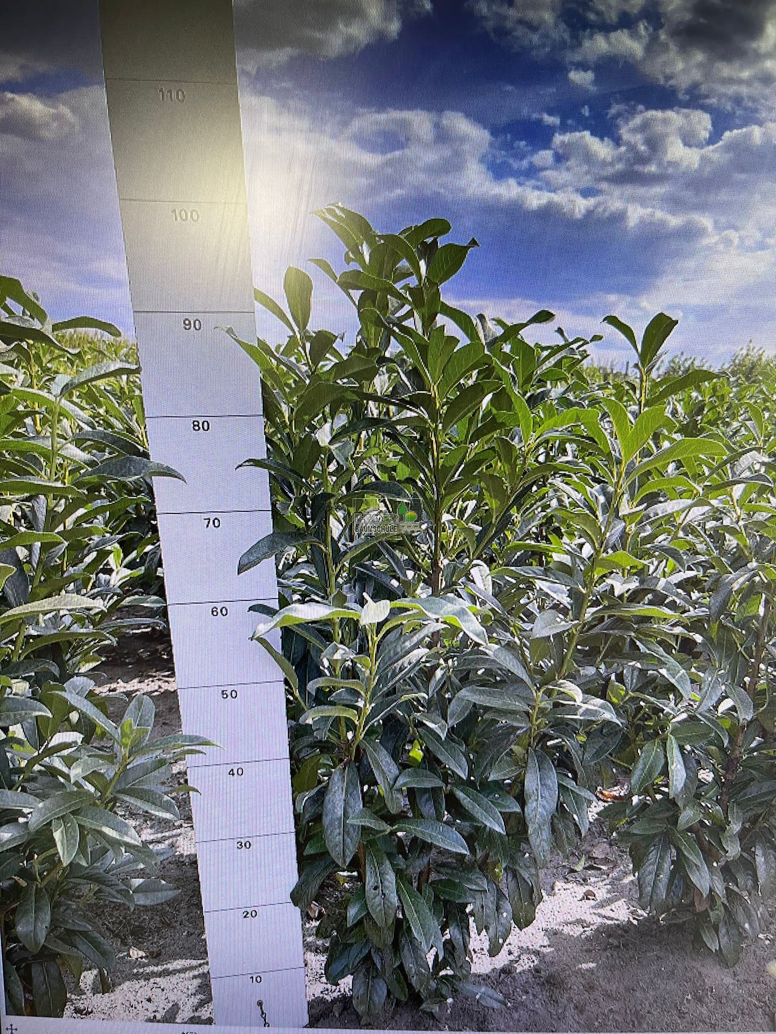 Kirschlorbeer (Prunus laurocerasus 'Genolia' ) 80/100 cm - Kirschlorbeer ( Genolia) - Kirschlorbeer
