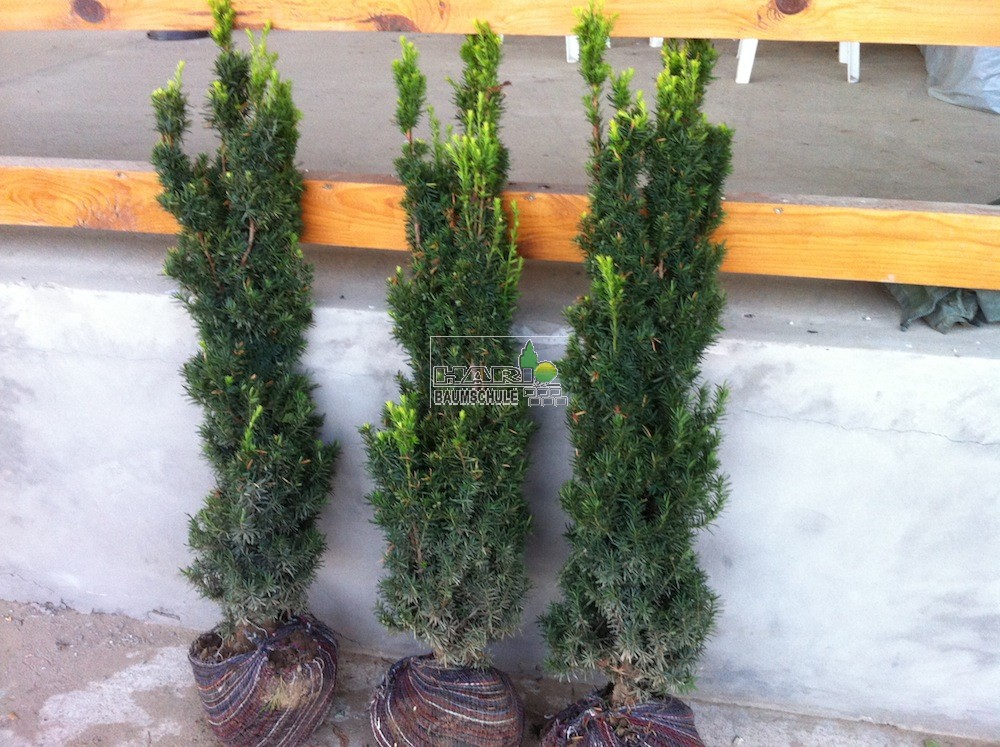 taxus hillii hecke Taxus media Hillii Pflanzen-Set Ø17cm 60cm Gartenpflanze kaufen main image 1