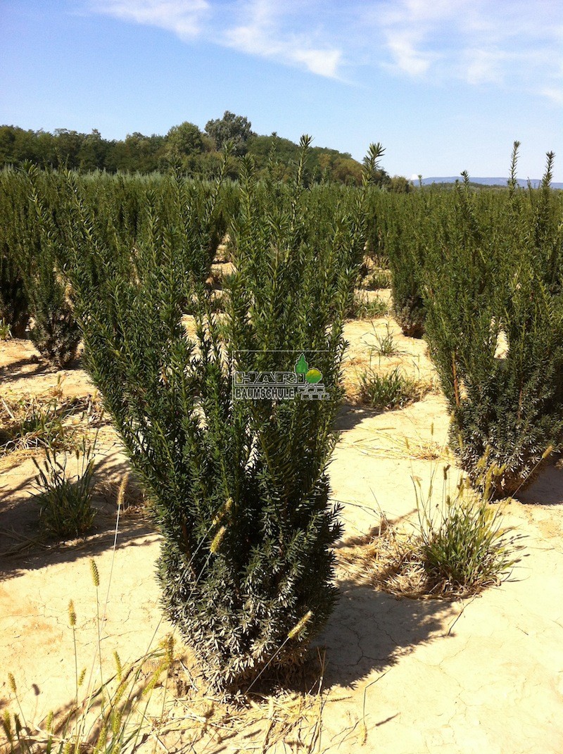 Eiben (Taxus media 'Hillii') 80/100 cm - Eiben