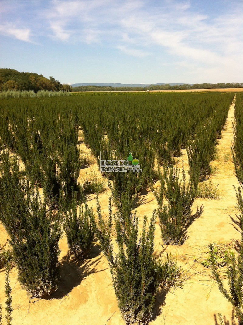 Eiben (Taxus media 'Hillii') 80/100 cm - Eiben