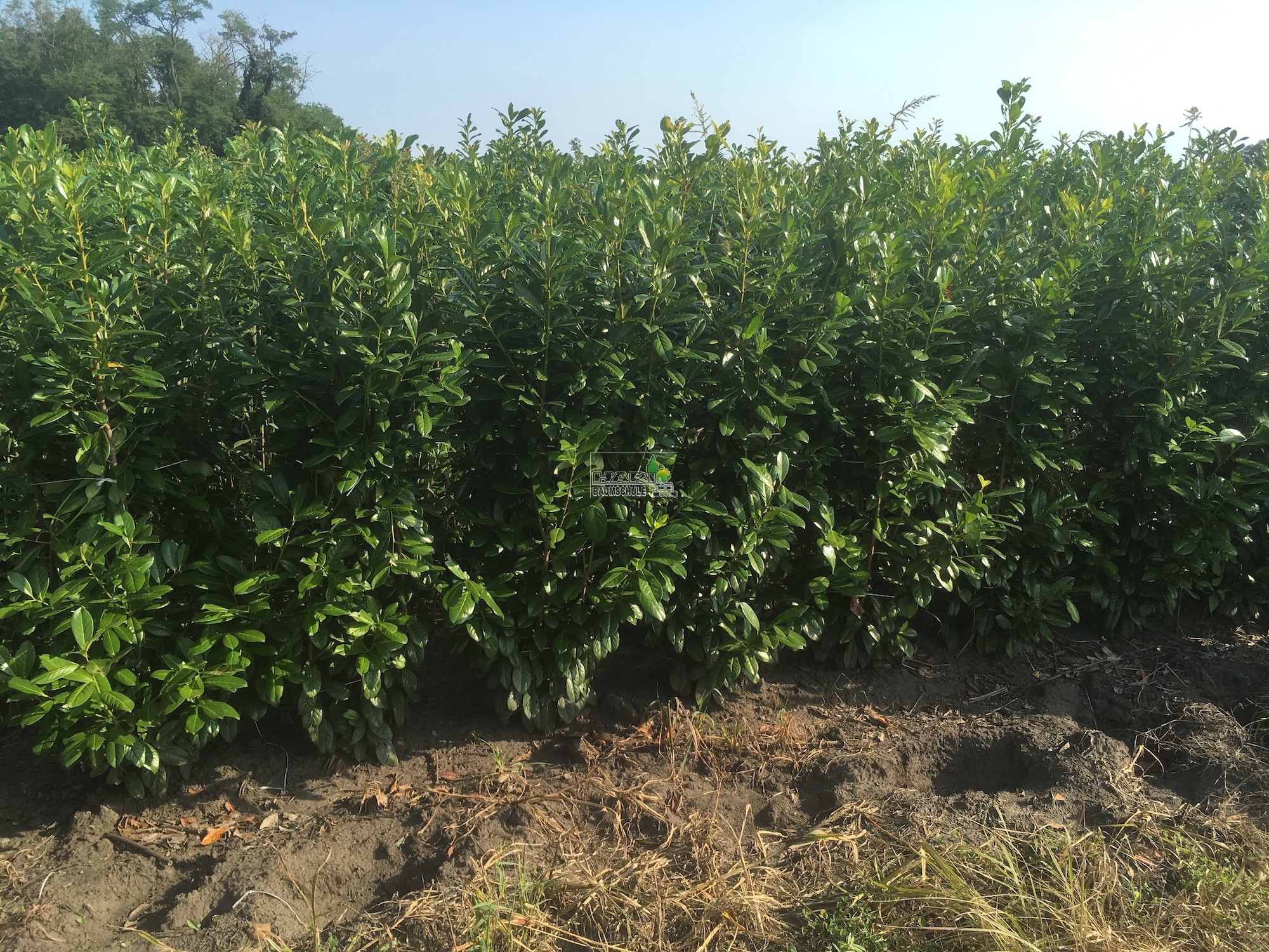 Kirschlorbeer (Prunus laurocerasus 'Novita') 150/175 cm - Kirschlorbeer