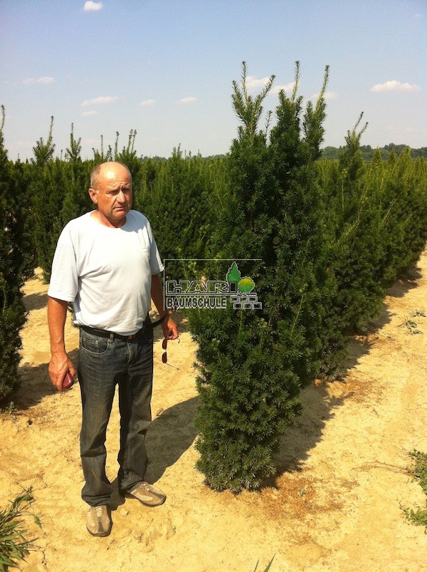 Eiben (Taxus media Hicksii) 200/225 cm - Eiben
