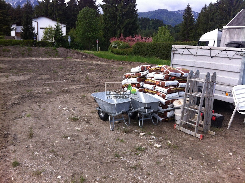 Thuja plicata 'Atrovierens' 180 cm hoch, 1 lfm! inkl. Einsetzarbeit