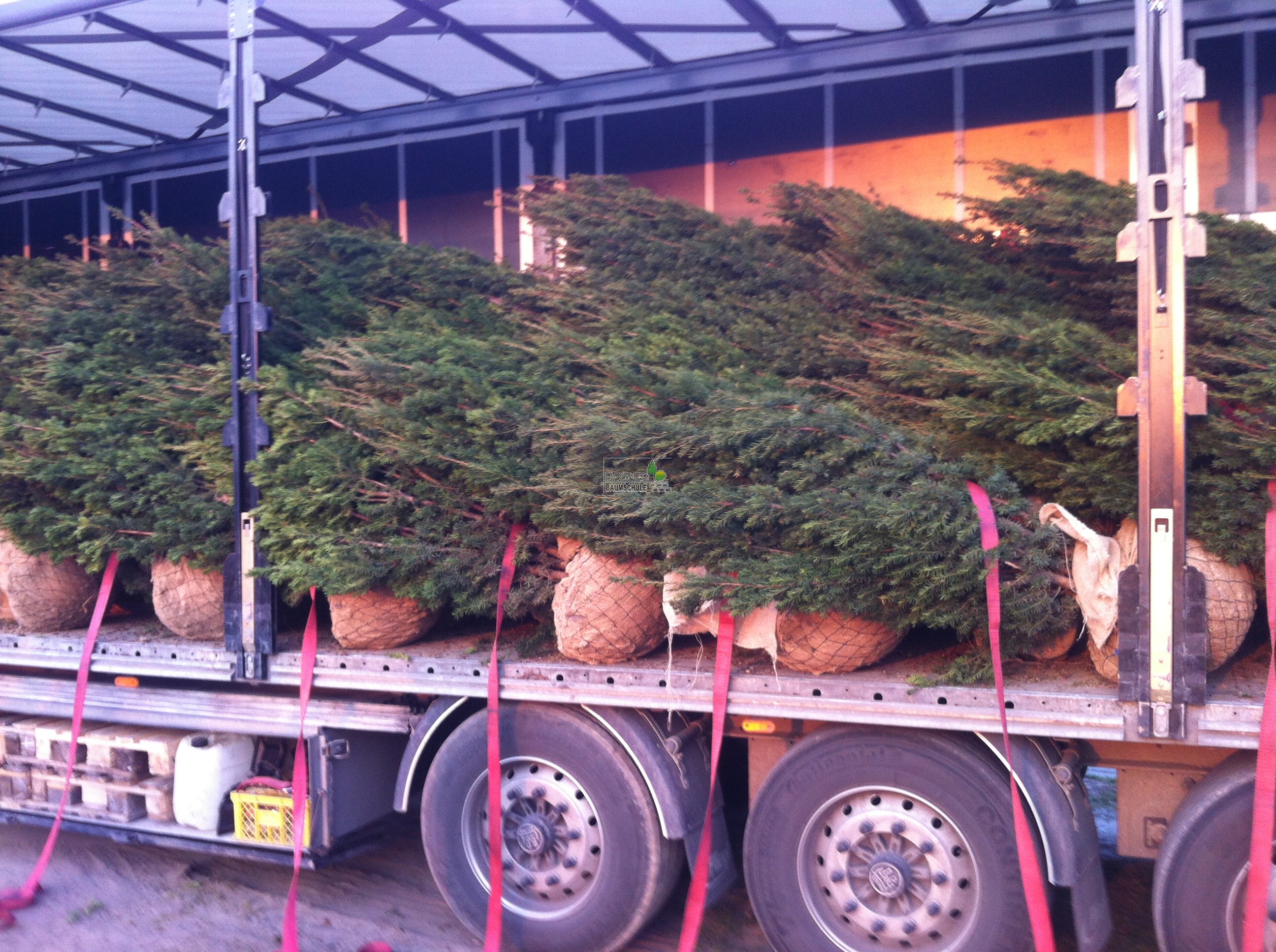 Eiben (Taxus media Hicksii) 175/200 cm - Eiben