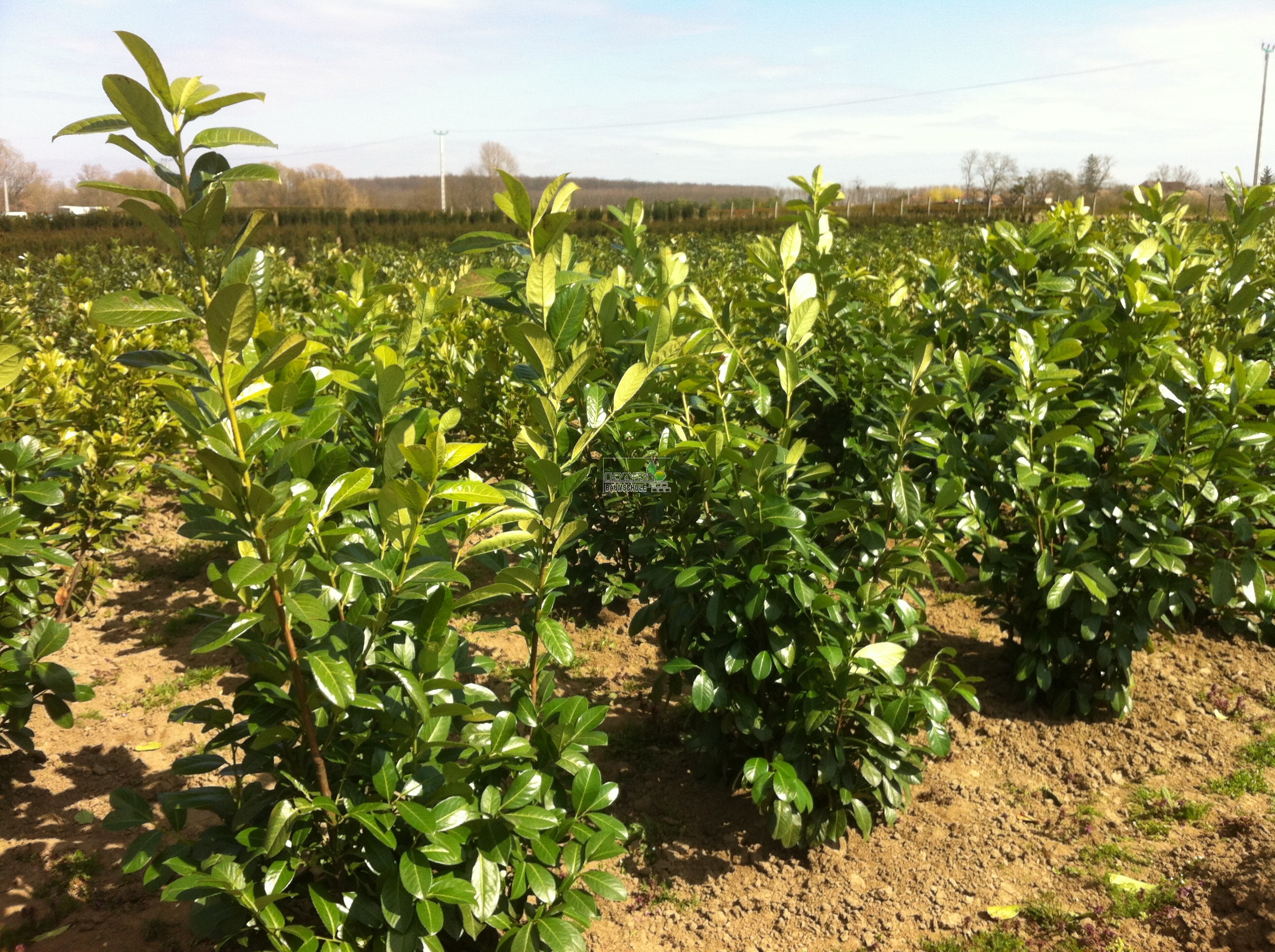 Kirschlorbeer (Prunus laurocerasus 'Rotundifolia') 140/160 cm -  Kirschlorbeer (Rotundifolia) - Kirschlorbeer