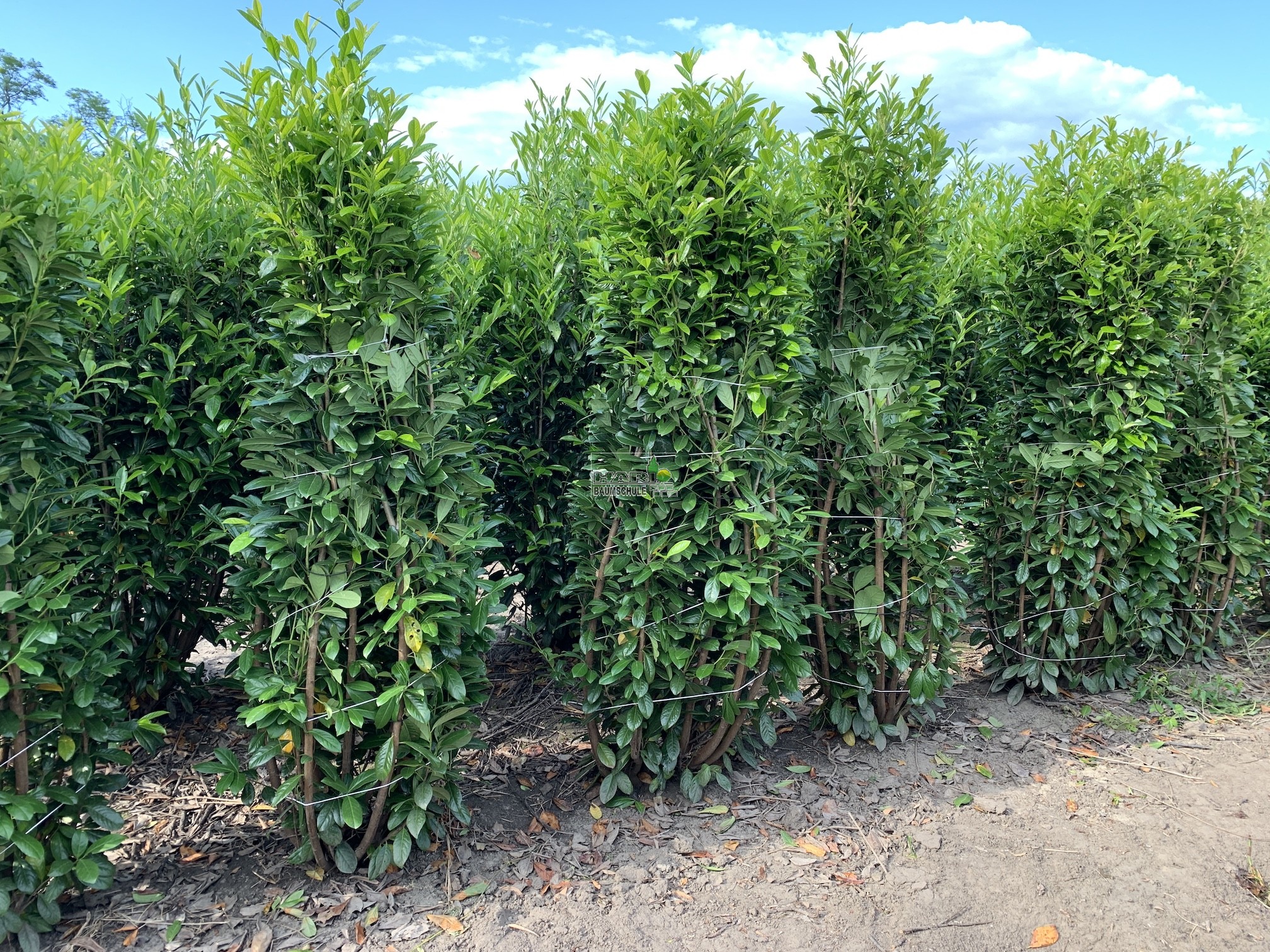 Kirschlorbeer (Prunus laurocerasus 'Novita') 180/200 cm - 75 cm Breit -  Kirschlorbeer (Novita) - Kirschlorbeer