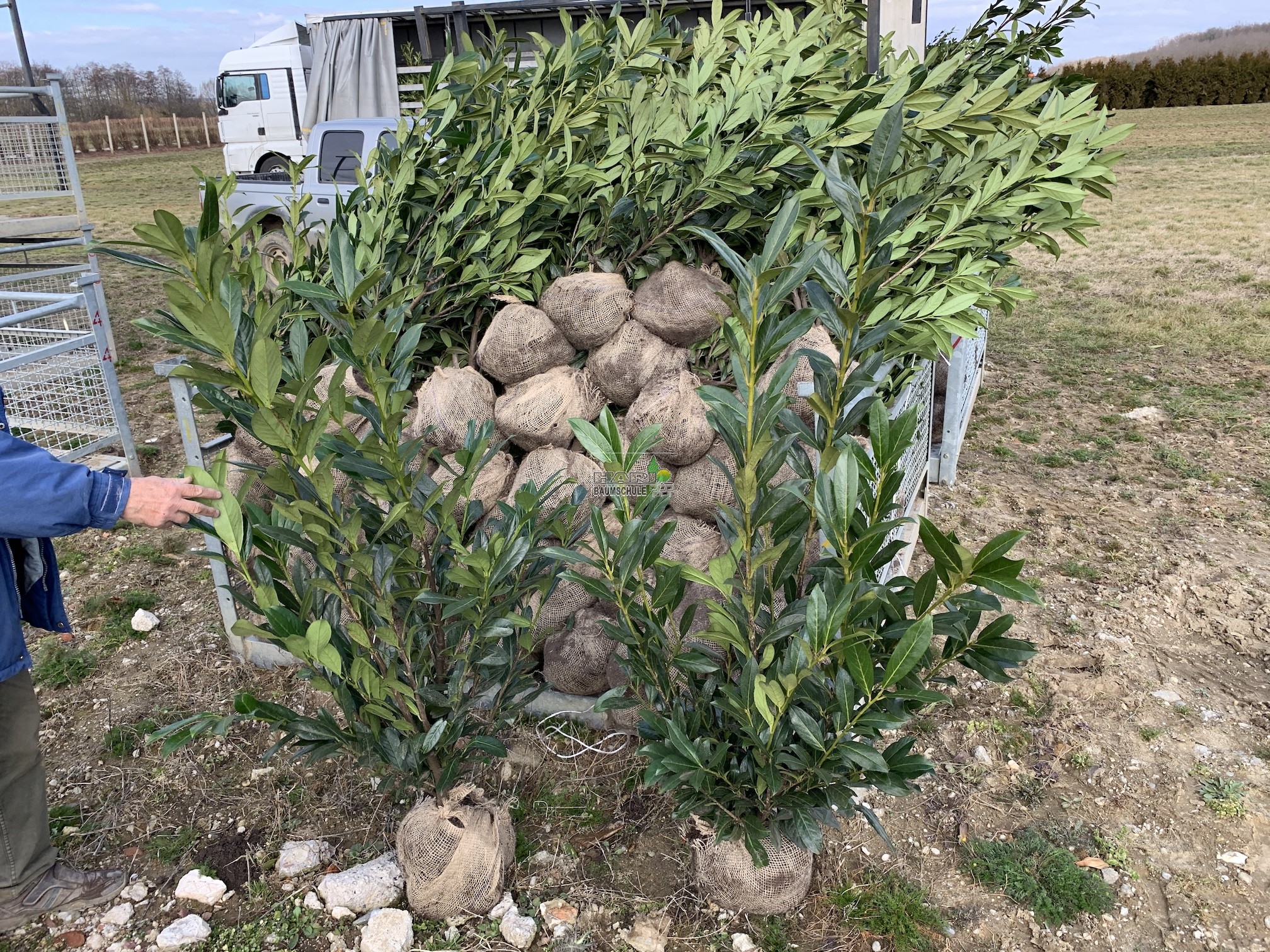 Kirschlorbeer (Prunus laurocerasus 'Caucasica') 125/150 cm - Kirschlorbeer