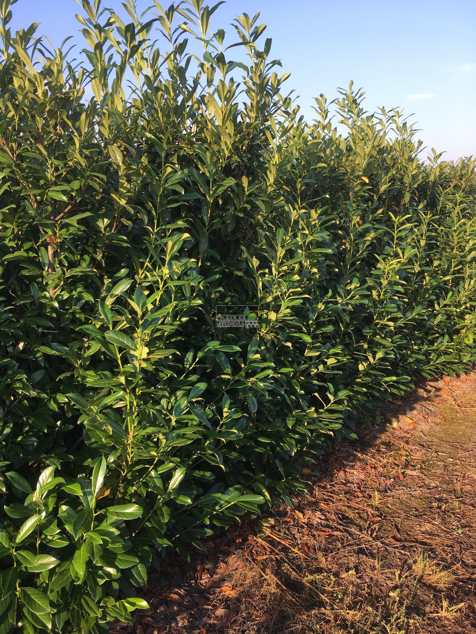 Kirschlorbeer (Prunus laurocerasus 'Caucasica') 220/240 cm FERTIGHECKE 1  lfm!