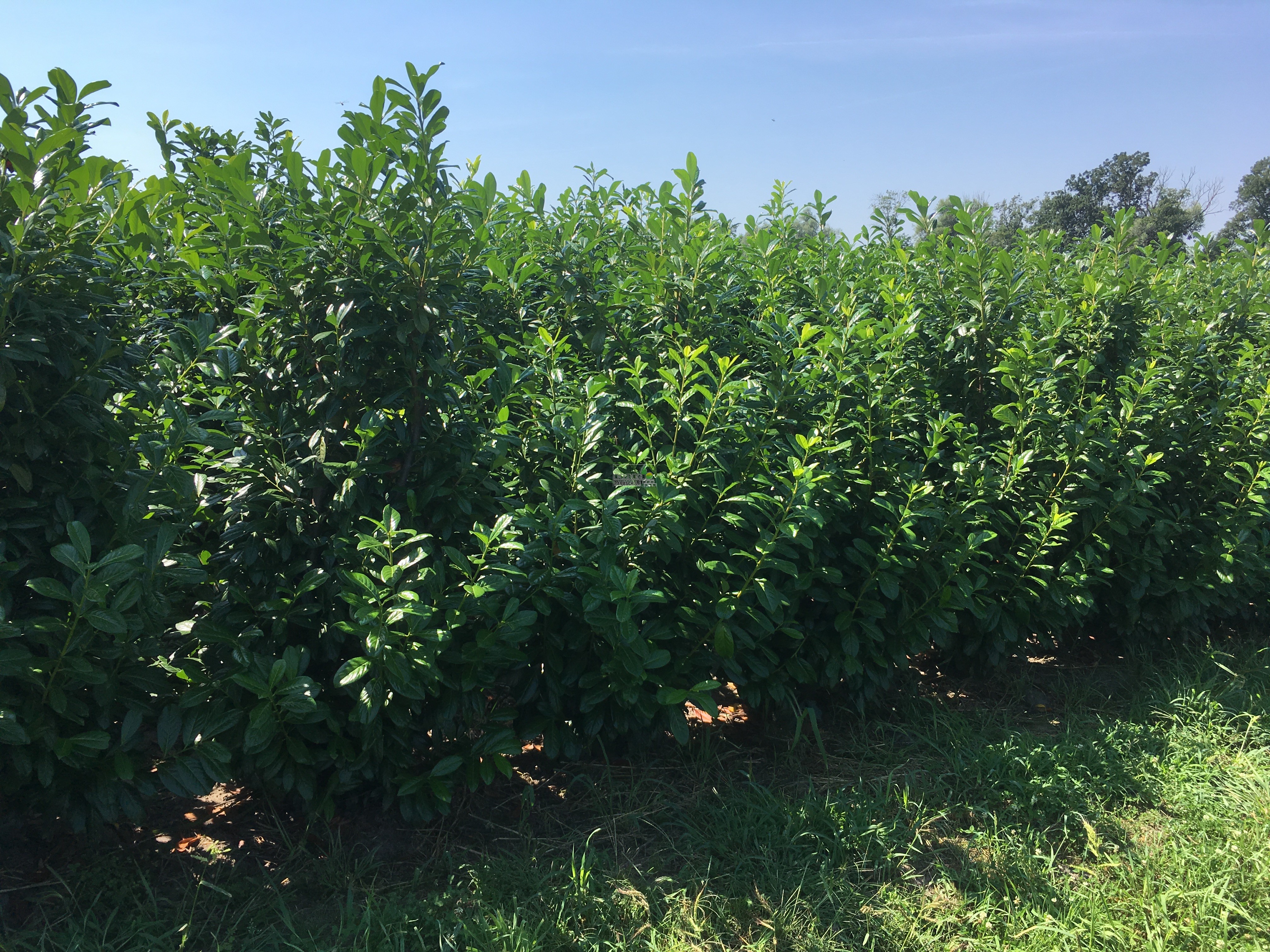 Kirschlorbeer (Prunus laurocerasus 'Novita') 220/240 cm FERTIGHECKE 1 lfm!  - Kirschlorbeer