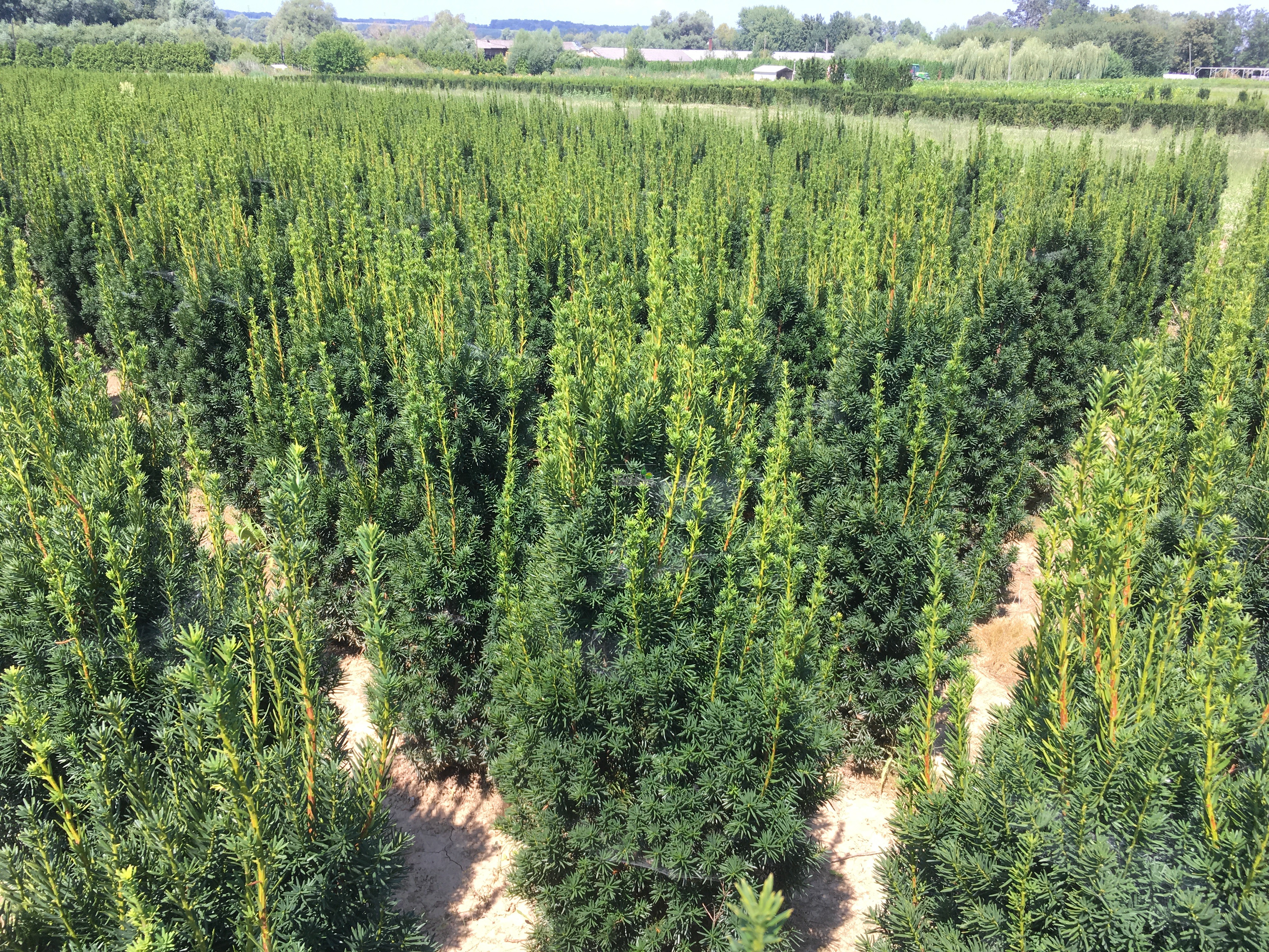 Eiben (Taxus media Hicksii) 125/140 cm - Eiben
