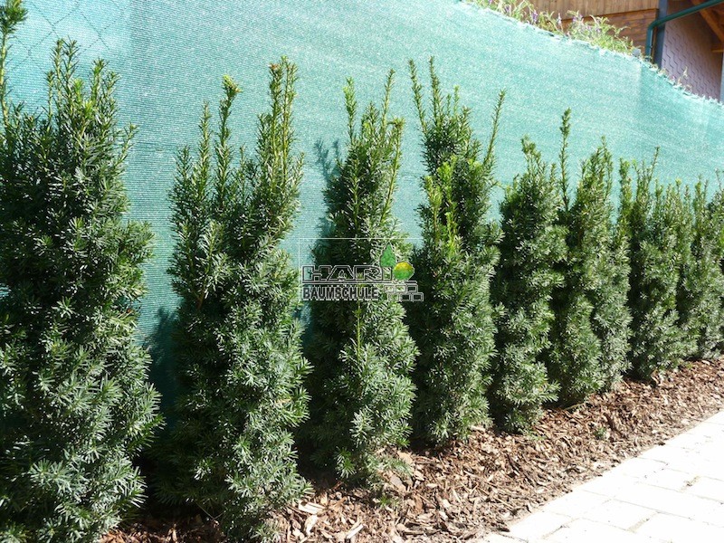goldfruchtpalme aus samen ziehen Große tierfreundliche Goldfruchtpalme – Green Me Up main image 0