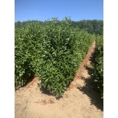 Kirschlorbeer (Prunus laurocerasus 'Genolia'  ®)180/200 cm