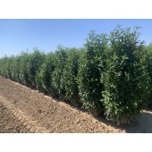 Kirschlorbeer (Prunus laurocerasus 'Genolia'  ®) 200/220 cm