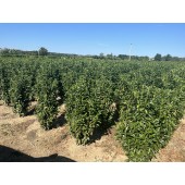 Kirschlorbeer (Prunus laurocerasus 'Genolia'  ®) 140/160 cm
