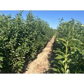 Kirschlorbeer (Prunus laurocerasus 'Genolia'  ®) 160/180 cm