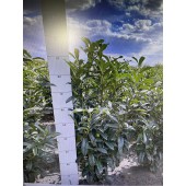 Kirschlorbeer (Prunus laurocerasus 'Genolia') 80/100 cm