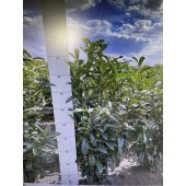 Kirschlorbeer (Prunus laurocerasus 'Genolia' ®) 80/100 cm