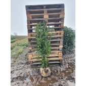 Kirschlorbeer (Prunus laurocerasus 'Genolia'  ®) 150/175 cm