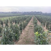 Kirschlorbeer (Prunus laurocerasus 'Genolia' ®) 100/120 cm