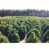 Buchsbaum (Buxus sempervirens) 100 cm