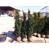 Eiben (Taxus media Hicksii) 150/175 cm