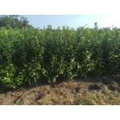 Kirschlorbeer (Prunus laurocerasus 'Novita') 150/175 cm