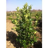 Kirschlorbeer (Prunus laurocerasus 'Rotundifolia') 180/200 cm