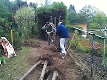 Hecke entfernen