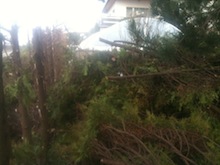 Hecke entfernen