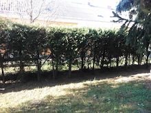 Hecke entfernen