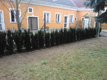 Hecke entfernen