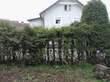 Hecke entfernen