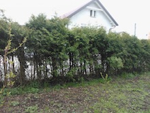 Hecke entfernen